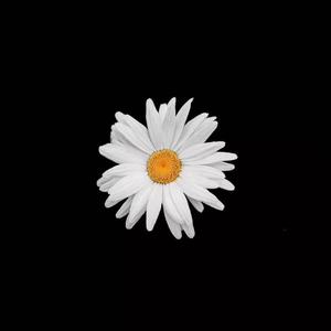 久草视频免费播放
